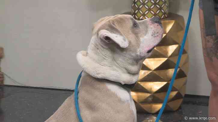 Raffle event benefits Pitties and Kitties Rescue