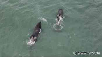 Angriffe vor Küste Südafrikas: Orcas terrorisieren Weiße Haie - mit dramatischen Folgen