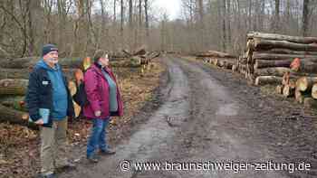 Baumfällungen im Elm: Kritik und Misstrauen wachsen