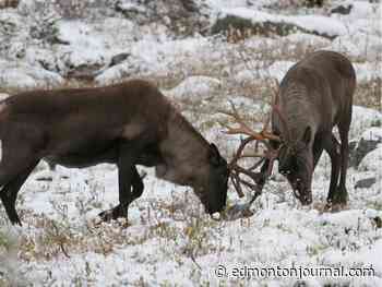 Opinion: UCP have successfully doomed Alberta's caribou