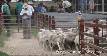 It's the climb: Lamb prices strong and rising amid pre-winter supply dip