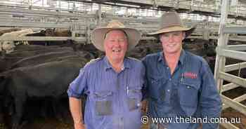 A year-round focus on nutrition paying off for North Star cattle producer