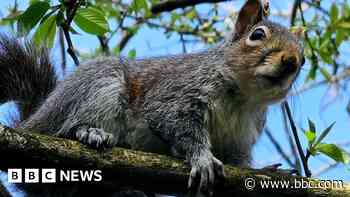 Your photos: Squirrels and spring sunshine