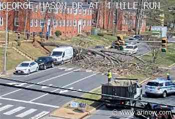 Video: Driver narrowly escapes disaster as tree falls across George Mason Drive