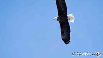 Testing the Limits of the Sony FE 400-800mm f/6.3-8 G OSS Lens