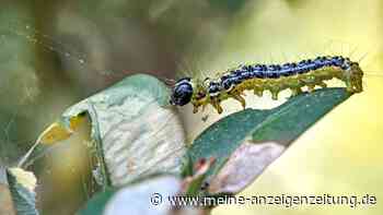 Buchsbaumzünsler erkennen: Drei Merkmale, die auf einen Befall hindeuten