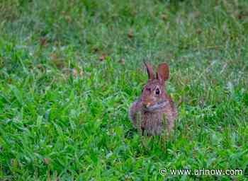 Animal Welfare League warns against shooting rabbits in Lyon Park