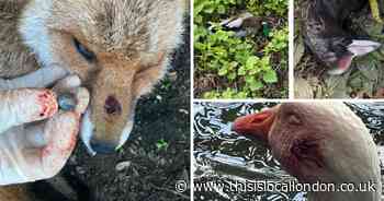 Protest over animals maimed and killed by catapults in Orpington park