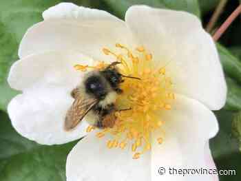 Plant these flowers to attract pollinators and other beneficial insects
