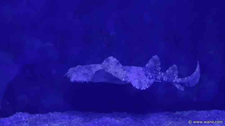 New Fort Wayne Zoo shark might be hard to find
