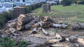 Alberi a Colli Aniene: abbattuti cento tra pini e pioppi