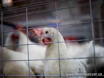 Company with Sarnia ties researching avian flu testing