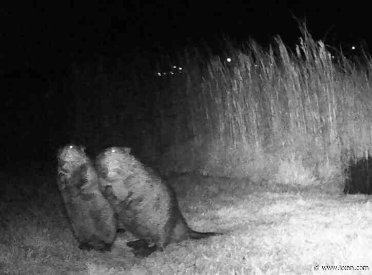 Manor neighbors fight beaver eviction 