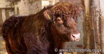 Northumberland Wildlife Trust hopes new bull can boost wildlife on Rothbury Estate
