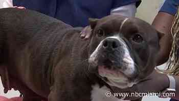 Highway disrupter dog now named ‘Taylor Swift' is looking for a new home