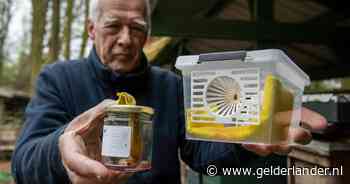 Deze imker pleit voor gebruik illegaal schuim om Aziatische hoornaar te bestrijden: ‘Nood breekt wet’