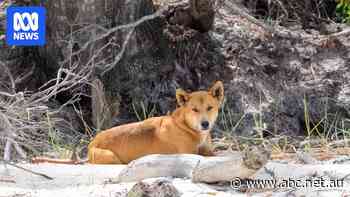 Dingoes bite three women on K'gari, as school holiday influx looms