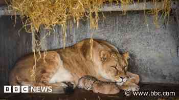 Wildlife park's 'surprise' over lions' inbreeding
