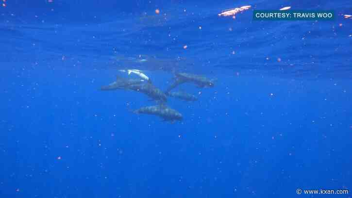 Watch: Potential albino pygmy killer whale spotted off Hawaii