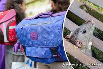 “Breng geurkaarsen en metalmuziek mee”: school bedenkt ludieke ‘oplossing’ voor rattenprobleem op de speelplaats