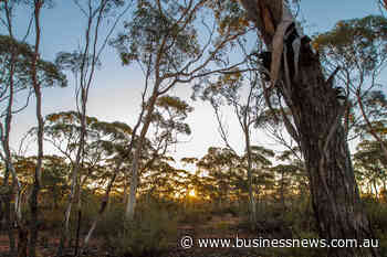 Prospecting applications surge as gold price reaches new highs