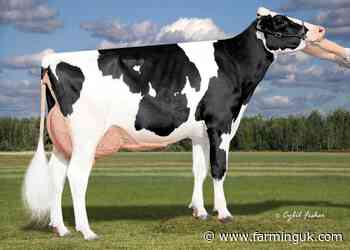 Harmony ranks as the leading young Holstein sire