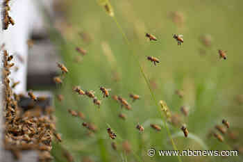 U.S. honeybee deaths soar, and grocery store bills could take the hit
