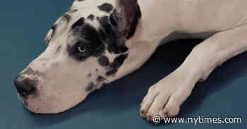 In ‘The Friend,’ A Great Dane and His Co-Star, Naomi Watts, Learn New Tricks