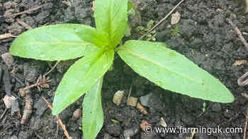 Growers advised to stay vigilant for willowherb this spring