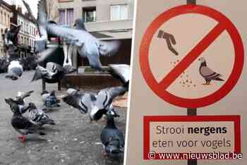Gent roept in alle talen op om ‘ratten van de lucht’ geen eten te geven: “Trekt ongedierte aan en zorgt voor meer vogelpoep”