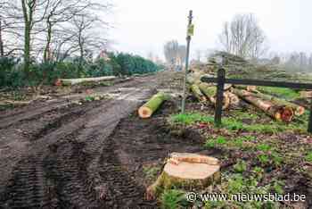 Gemeente krijgt kritiek nadat honderden bomen tegen de grond gaan: “Wij duwen echt niet zomaar op de kapknop”