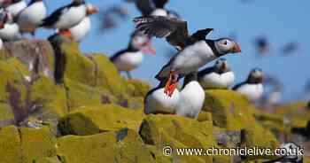 Northumberland visitors welcomed back to Farne Islands for amazing puffin spectacle