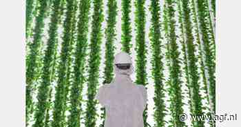 Plenty's faillissementsaanvraag: Reality check voor vertical farmers