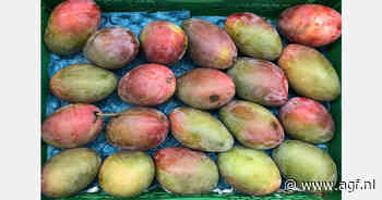 Peruaanse mangoprijzen fors in de min