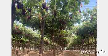 Vroege druiven uit Egypte gepland voor begin mei
