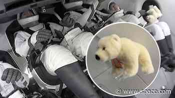 Plush polar bear with penguin art floats as Fram2 zero-g indicator in polar orbit