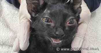 Five-year animal ban after cat left with fractured skull