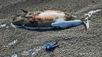 This N.L. man took a selfie with a beached whale, and took his photography to a whole new level