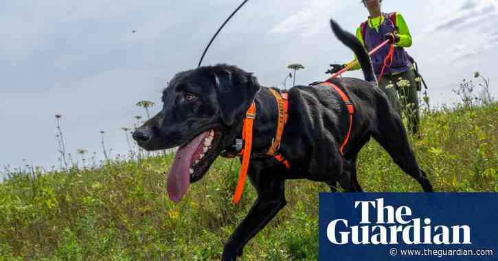 The secret to finding one of the most endangered bumblebees in the US? Dogs