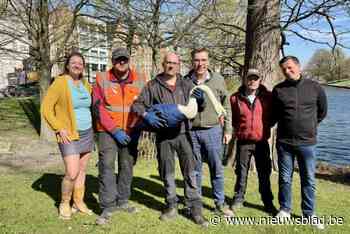 Rebelse zwaan Houdini is opnieuw op vrije poten: “Maar nu zal hij niet meer zo snel ontsnappen”