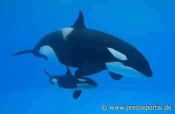 Gerettete Orca-Dame Morgan bringt Nachwuchs im Loro Parque zur Welt