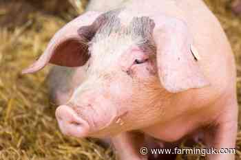 UK ASF outbreak would devastate pork supply chain, sector warns