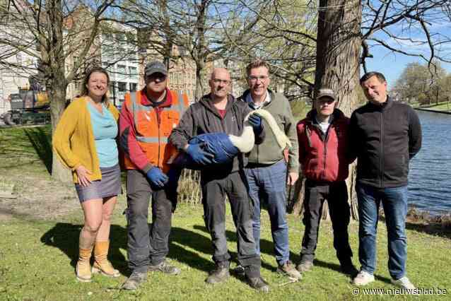 Zwaan Houdini ging steeds op wandel door stadscentrum, nu denkt schepen oplossing te hebben: “We zullen de komende dagen toch meermaals controleren”