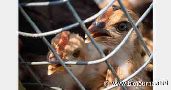 Vogelgriepmaatregelen in België opgeheven