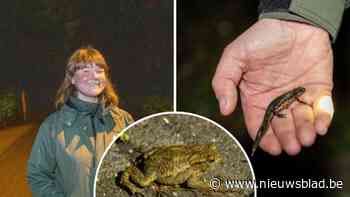 Paddentrek in het Rivierenhof: “We konden het niet meer over ons dierenhart krijgen om platte padden te zien”