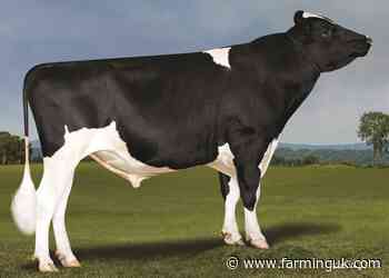 Atlantis tops proven sires as UK daughters begin milking