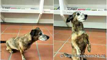 Hund in Wasserburg am Inn gefunden: Wem gehört der Kleine?