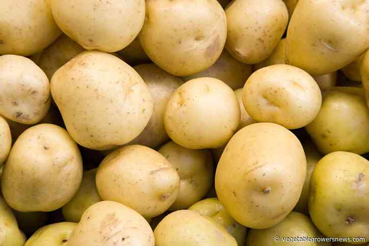 Potato industry prepares for additional tariffs announcement