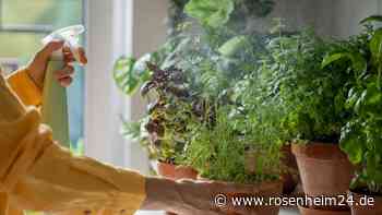 Natürliche Beruhigungsmittel: Diese Kräuter helfen bei Stress