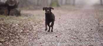 Hund verletzt Mädchen in Park – Polizei sucht nach Besitzern